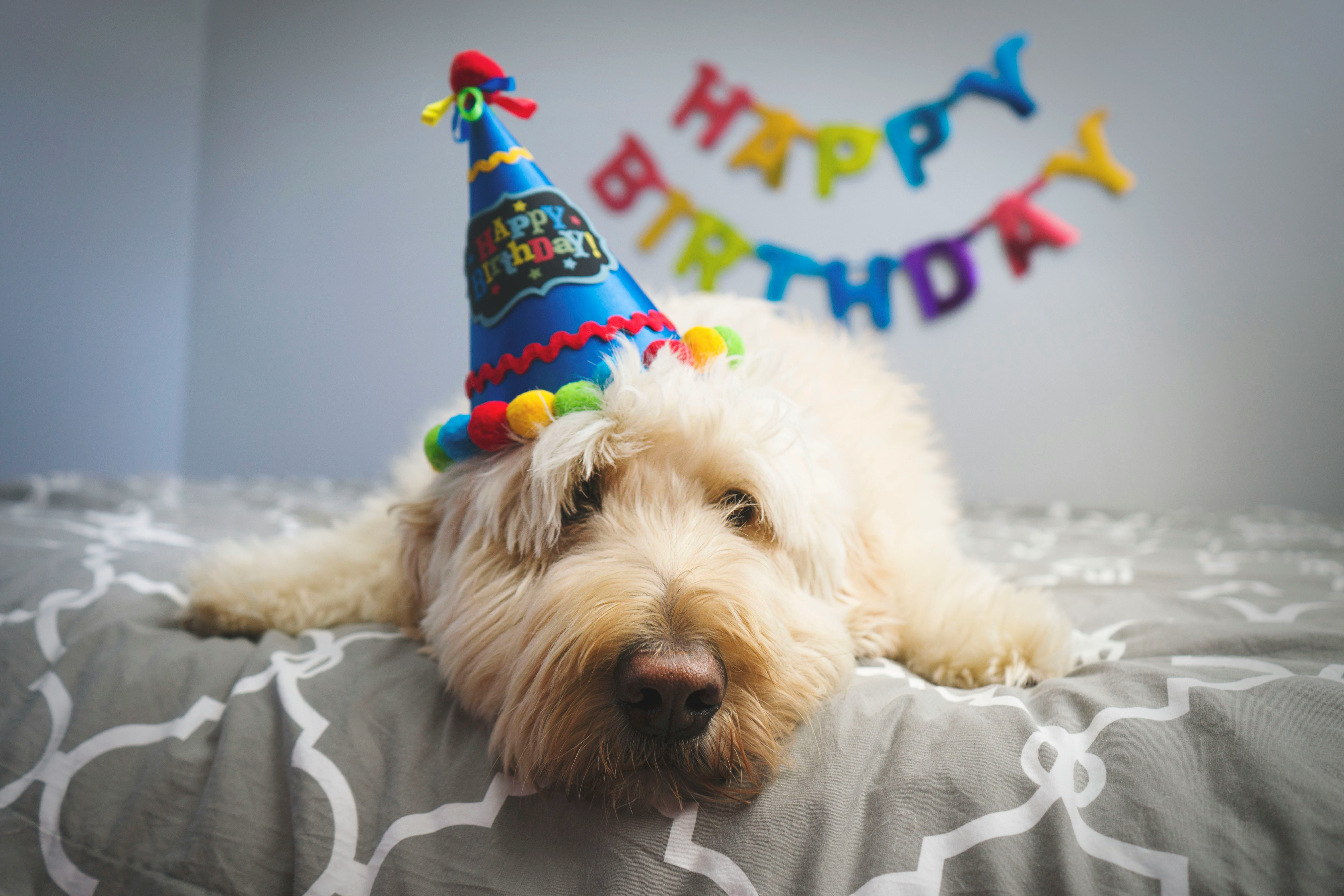 Birthday party photography